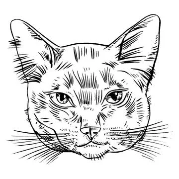 Vector illustration of cat head Stock Illustration