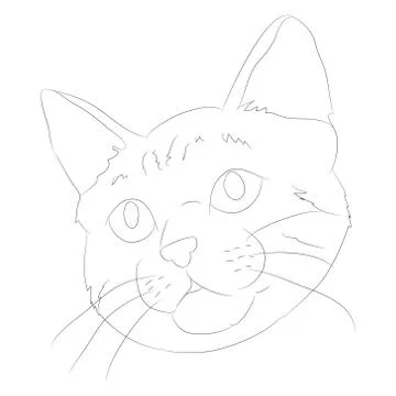 Vector illustration cat portrait, lines, vector Stock Illustration