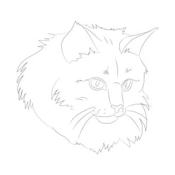 Vector illustration cat portrait, lines, vector Stock Illustration
