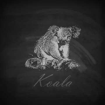 Vector illustration of a chalk koala bear on the blackboard texture Stock Illustration