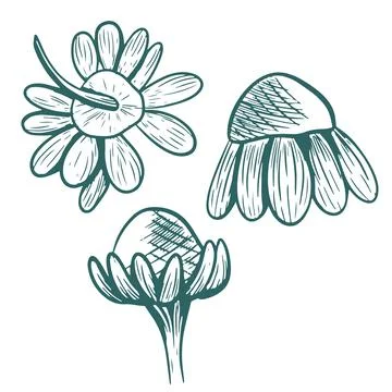 Vector illustration of a chamomile from different angles. Hand-drawn linear.. Stock Illustration
