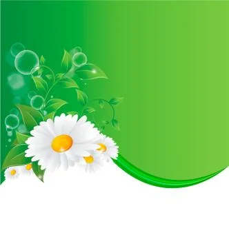 Vector illustration of chamomile flower Stock Illustration