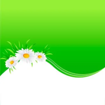 Vector illustration of chamomile flower Stock Illustration