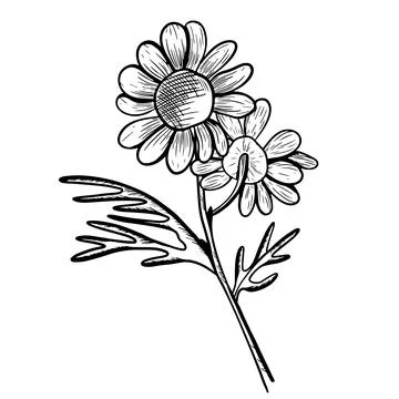 Vector illustration of chamomile flowers from different angles, with stems .. Stock Illustration
