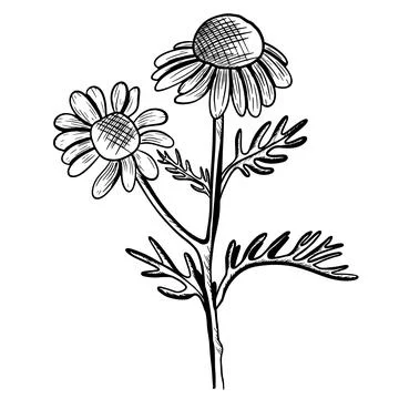 Vector illustration of chamomile flowers with stems and leaves. Hand-drawn ic Stock Illustration