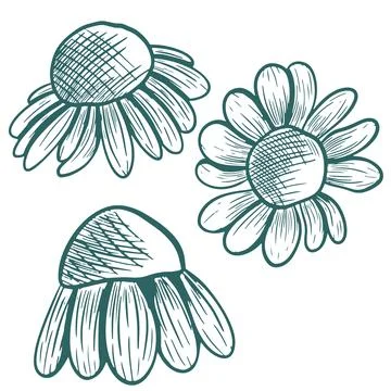 Vector illustration of a chamomile. Hand-drawn line art in transformative tea Stock Illustration