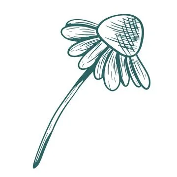 Vector illustration of a chamomile with a stem. Hand-drawn line art in transf Stock Illustration