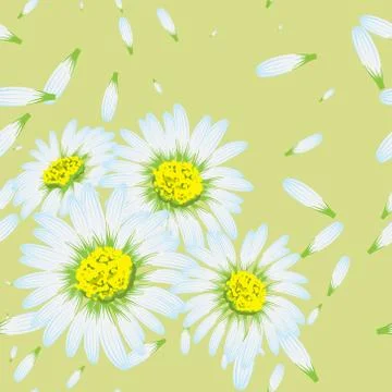 Vector illustration of chamomiles. (Seamless flowers pattern) Stock Illustration