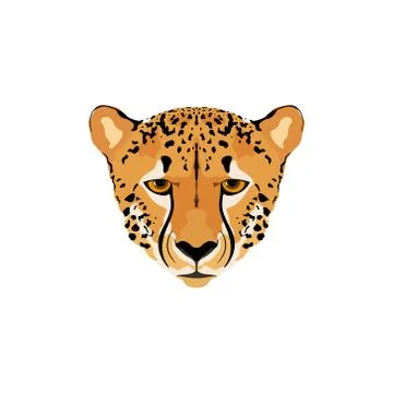 Vector illustration of a cheetah head. Stock Illustration