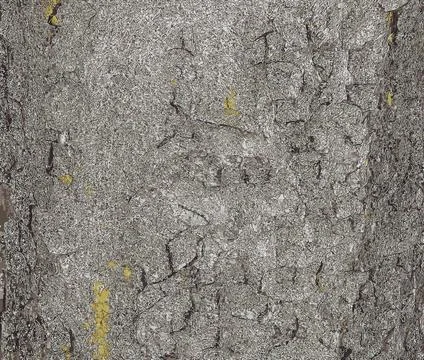 Vector illustration of chestnut bark. Texture of the trunk of Aesculus hipp.. Stock Photos