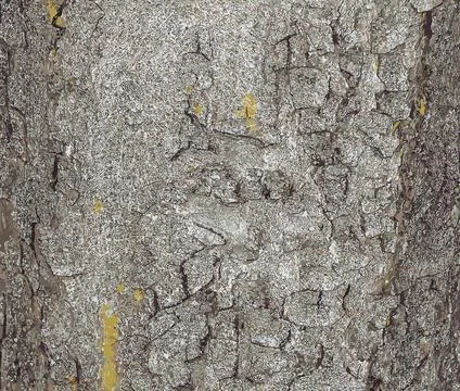 Vector illustration of chestnut bark. Texture of the trunk of Aesculus hipp.. Stock Photos