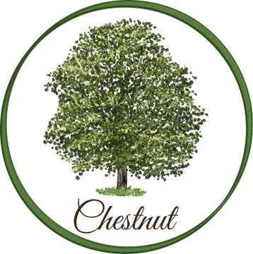 Vector illustration of a chestnut tree isolated Illustrazione stock