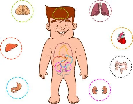 Vector illustration of a children's digestive system Stock Illustration