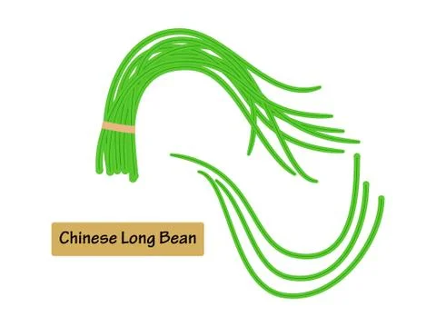 Vector illustration Chinese long bean isolated on white background. Illustrazione stock