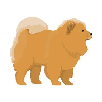 Vector illustration of Chow-chow Stock Illustration