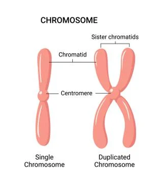 Vector illustration of chromosome structure Stock Illustration