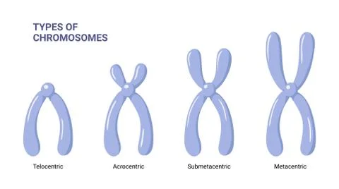 Vector illustration chromosomes types isolated on white background Stock-Illustration