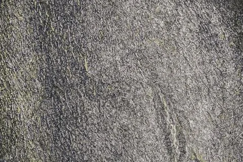 Vector illustration of Cladrastis kentukea tree bark background in sunny we.. Stock Illustration