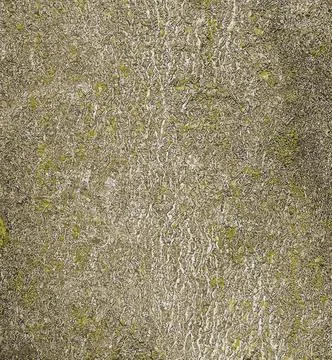 Vector illustration of Cladrastis kentukea tree bark background in sunny weat Stock Illustration
