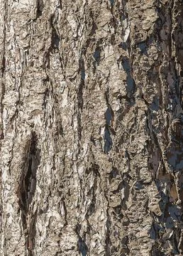 Vector illustration close up of bark texture of evergreen coniferous tree Pse Stock Illustration