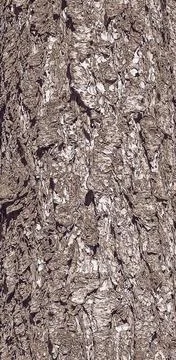 Vector illustration close up of bark texture of evergreen coniferous tree a P Illustrazione stock