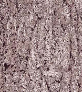 Vector illustration close up of a bark texture of evergreen coniferous tree.. Stock Illustration