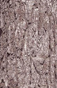 Vector illustration close up of bark texture of the evergreen coniferous tr.. Stock Illustration