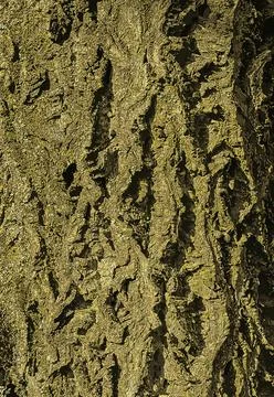 Vector illustration of a close-up of cork tree bark. Cork tree or Phellodendr Stock Illustration