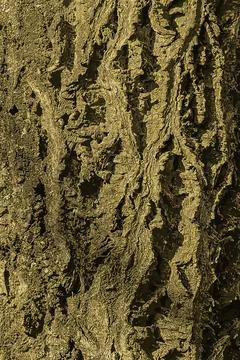 Vector illustration of a close-up of cork tree bark. Cork tree or Phellodendr 스톡 일러스트