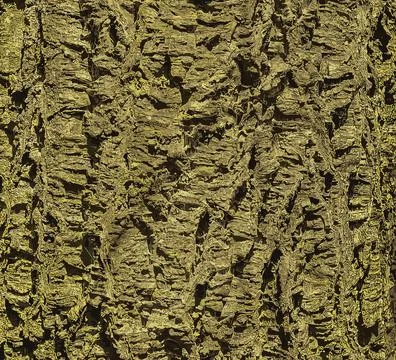Vector illustration of a close-up of cork tree bark. Cork tree or Phellodendr Stock Illustration