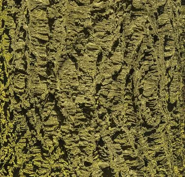 Vector illustration of a close-up of cork tree bark. Cork tree or Phellodendr Stock Illustration