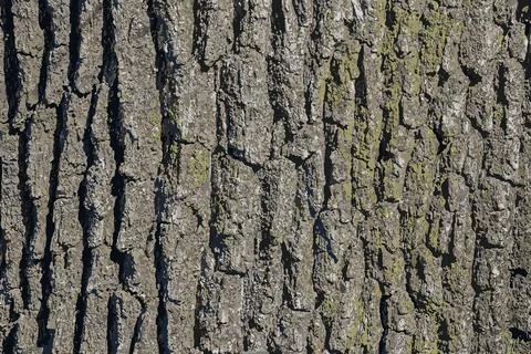 Vector illustration of a close-up of rough oak bark texture. Natural pattern, Illustrazione stock