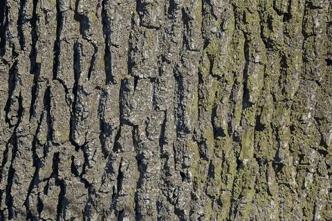 Vector illustration of a close-up of rough oak bark texture. Natural pattern, Stock Illustration