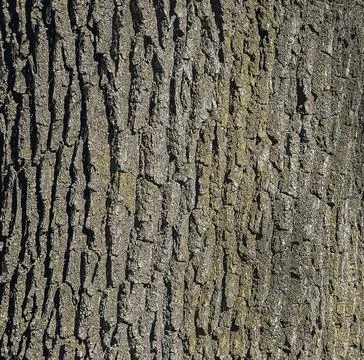 Vector illustration of a close-up of rough oak bark texture. Natural pattern, Stock Illustration