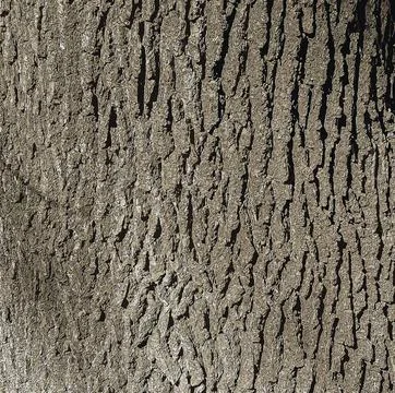 Vector illustration of a close-up of rough oak bark texture. Natural pattern, Stock Illustration