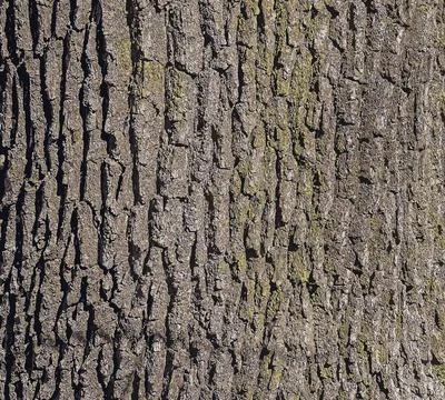 Vector illustration of a close-up of rough oak bark texture. Natural pattern, Stock Illustration