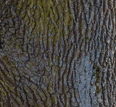 Vector illustration of a close-up of rough oak bark texture. Natural pattern, Stock Illustration