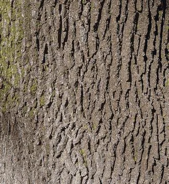 Vector illustration of a close-up of rough oak bark texture. Natural pattern, Stock Illustration