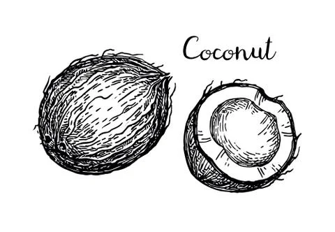 Vector illustration of coconut. Stock Illustration