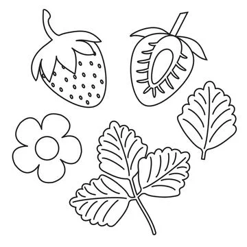 Vector illustration. Collection of black and white strawberry icons. 스톡 일러스트
