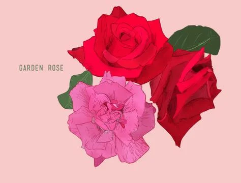 Vector illustration collection set of multicolored roses. Stock Illustration