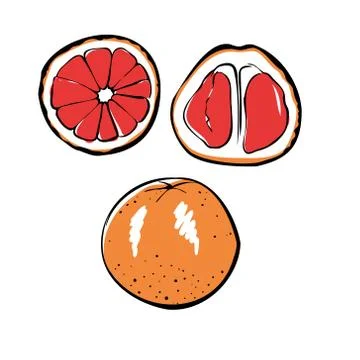 Vector illustration of a colored grapefruit on a white isolated background. Shop Stock Illustration