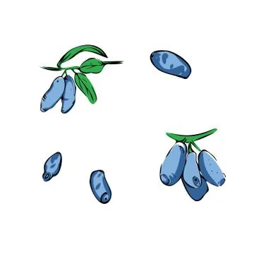 Vector illustration of colored honeysuckle on a white isolated background Stock Illustration
