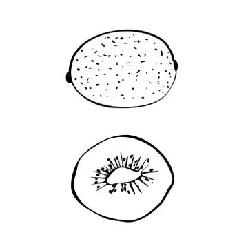 Vector illustration of a colored kiwi on a white isolated background. Black and Stock Illustration
