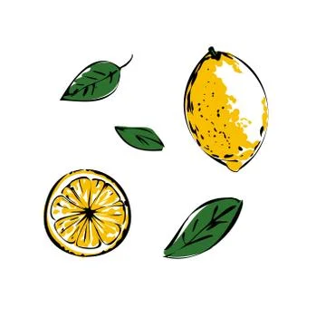 Vector illustration of a colored lemon with leaves on a white isolated Stock Illustration