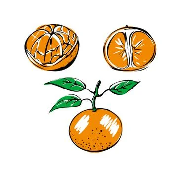 Vector illustration of a colored Mandarin with leaves on a white isolated Stock Illustration