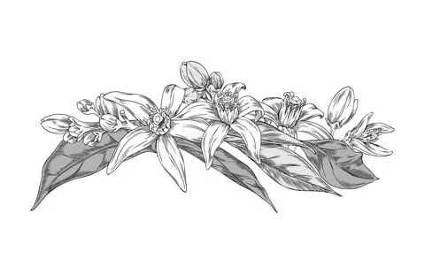 Vector illustration of a colored neroli flower with leaves and petals. Stock Illustration