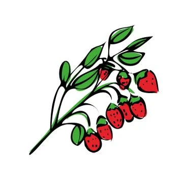 Vector illustration of colored strawberries on a white isolated background Stock Illustration
