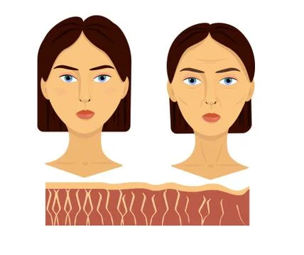 Vector illustration comparison of two female face young and aged skin fiber Stock Illustration