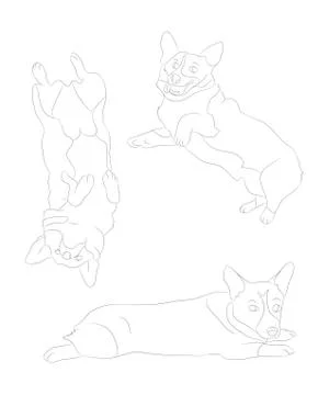 Vector illustration of corgi dogs, line drawing Stock Illustration